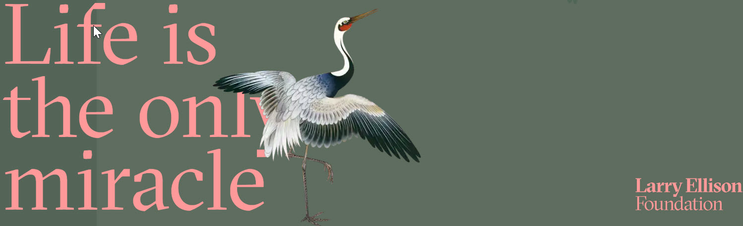Life is the only miracle - Larry Ellison Foundation header with crane